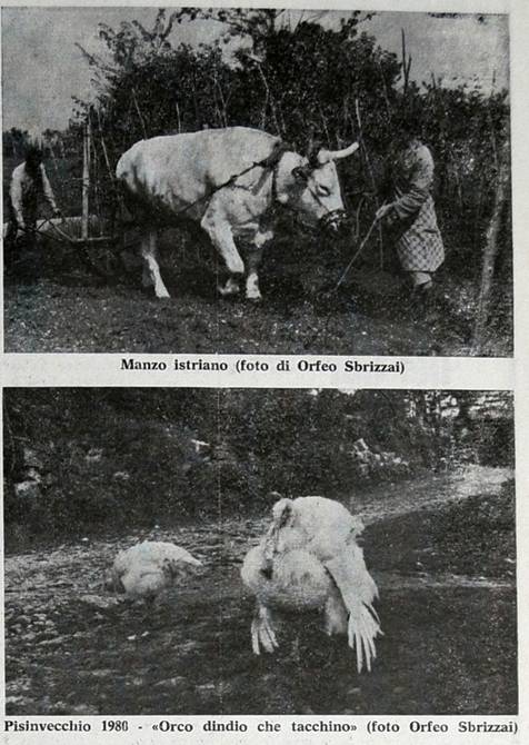 Itinerari istriani - foto