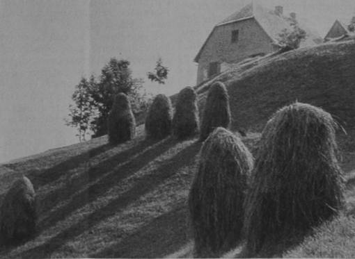 Galleria del Circolo Fotografico Isontino - foto